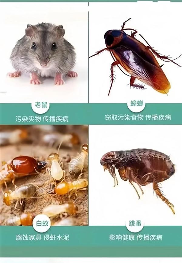专业蚊虫苍蝇治理|家庭商铺快速消杀 长效防虫不留隐患